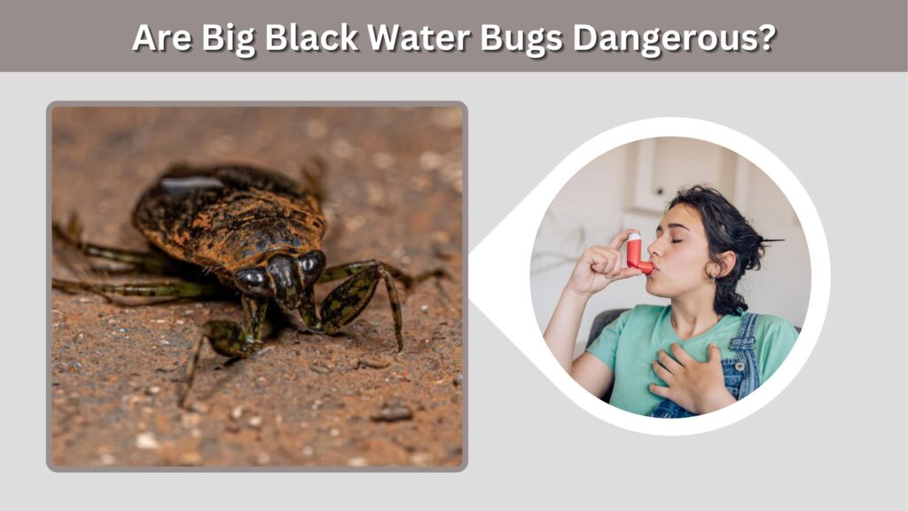 Are Big Black Water Bugs Dangerous?