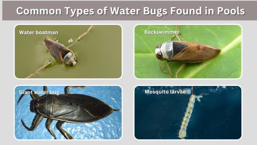 Common Types of Water Bugs Found in Pools