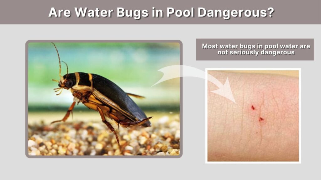 Are Water Bugs in Pool Dangerous?
