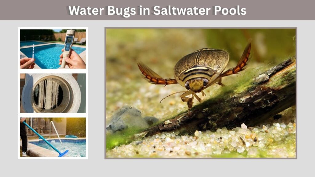 Water Bugs in Saltwater Pools