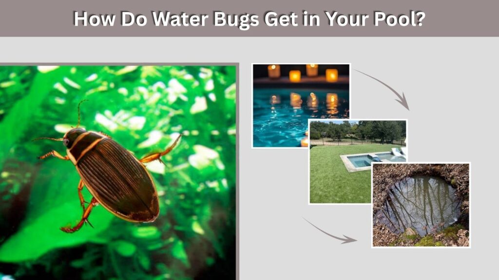 How Do Water Bugs Get in Your Pool?