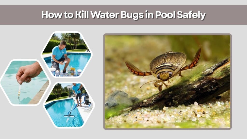 How to Kill Water Bugs in Pool Safely