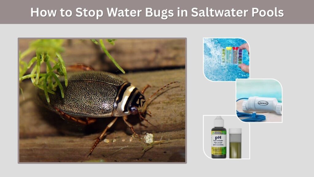 How to Stop Water Bugs in Saltwater Pools