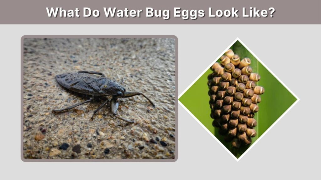 What Do Water Bug Eggs Look Like?