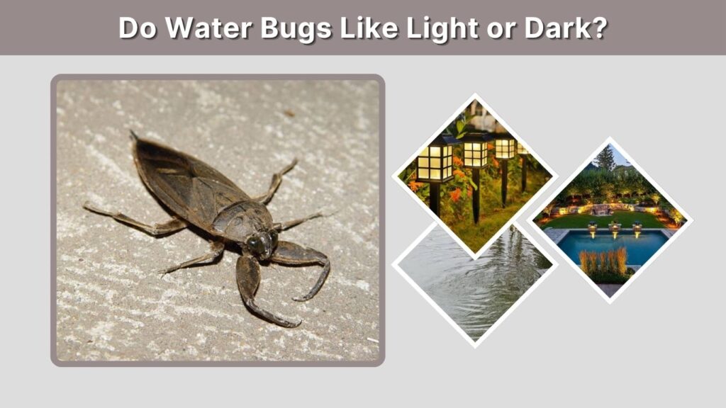 Do Water Bugs Like Light or Dark?