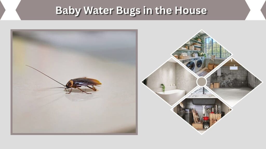 Baby Water Bugs in the House