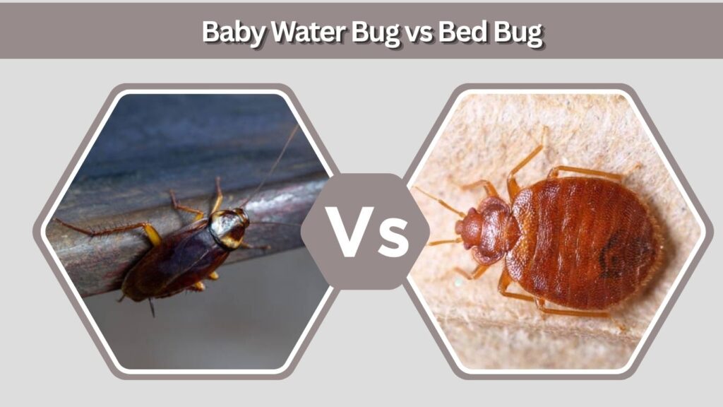 Baby Water Bug vs Bed Bug