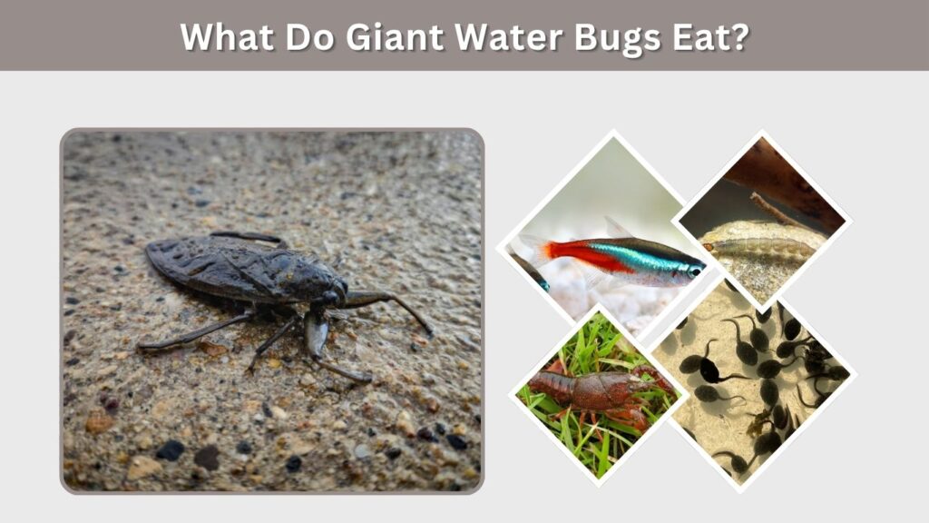 What Do Giant Water Bugs Eat?