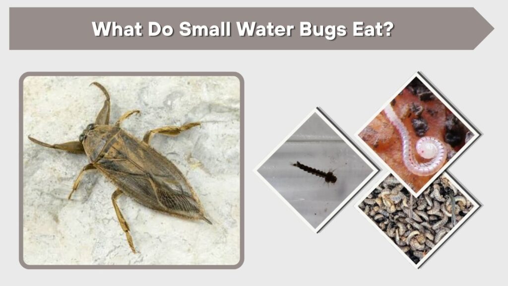 What Do Small Water Bugs Eat?