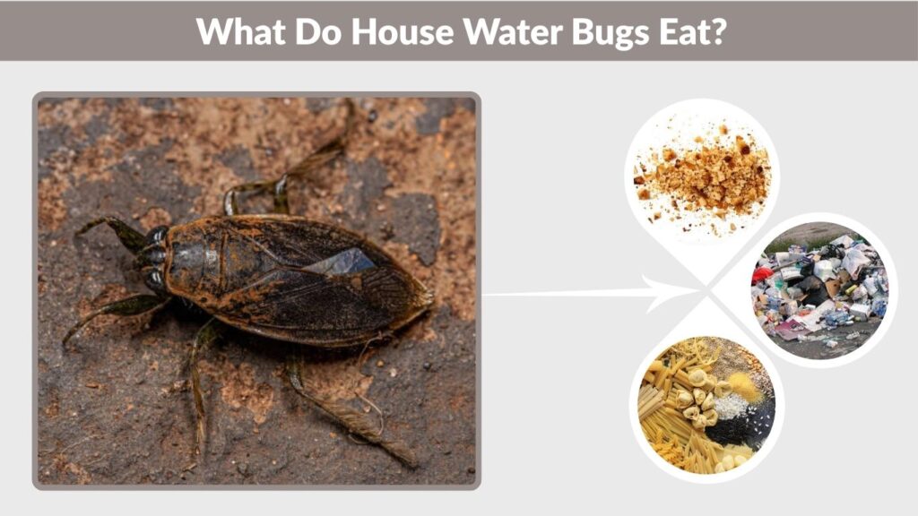 What Do House Water Bugs Eat?
