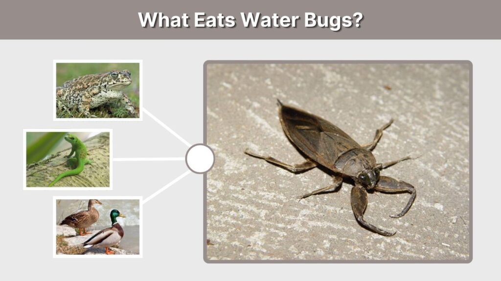What Eats Water Bugs?