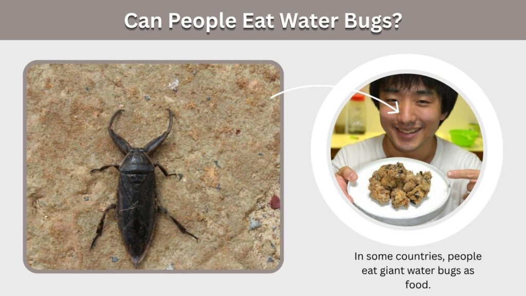 Can People Eat Water Bugs?