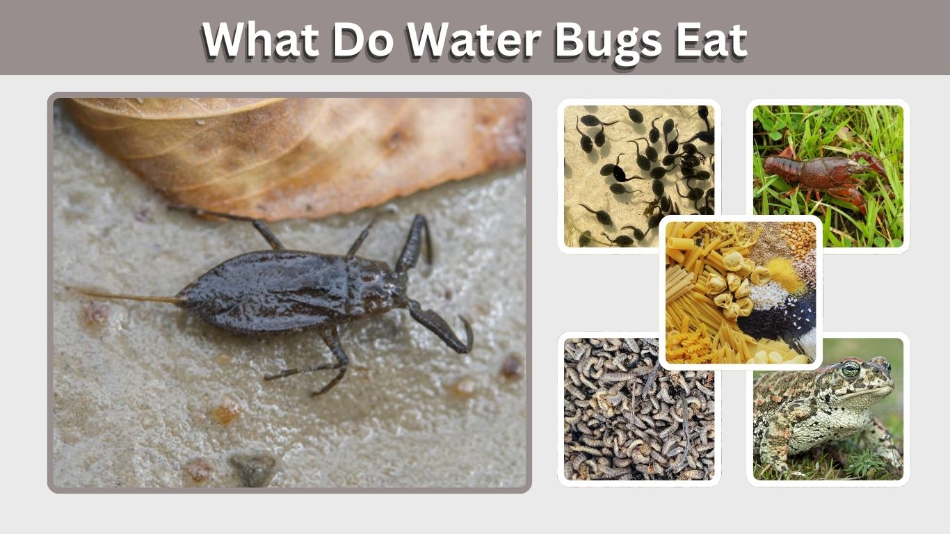 What Do Water Bugs Eat? Food, Prey, and Predators