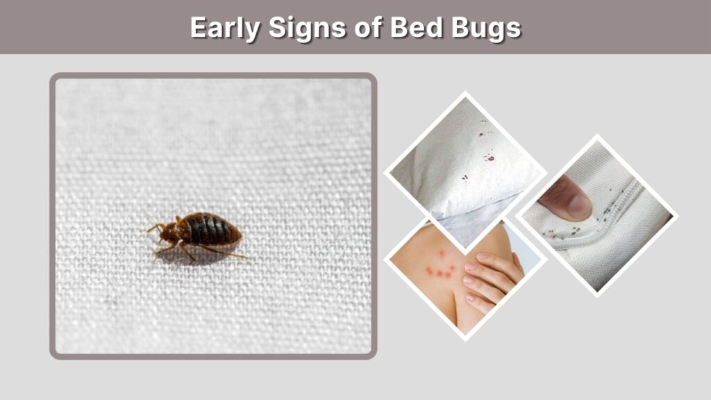 Early Signs of Bed Bugs