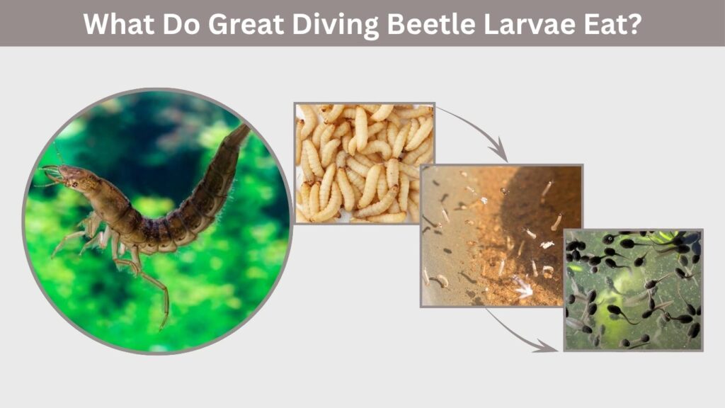 What Do Great Diving Beetle Larvae Eat?