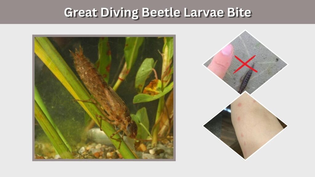 Great Diving Beetle Larvae Bite
