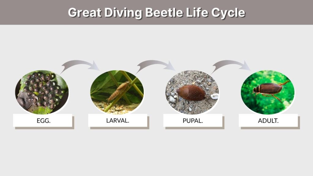 Great Diving Beetle Life Cycle
