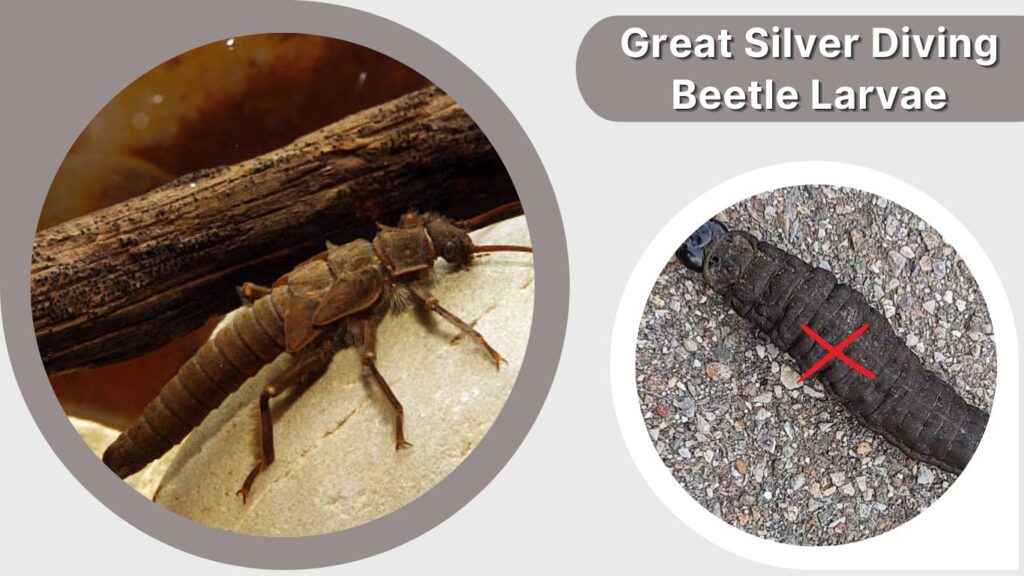 Great Silver Diving Beetle Larvae