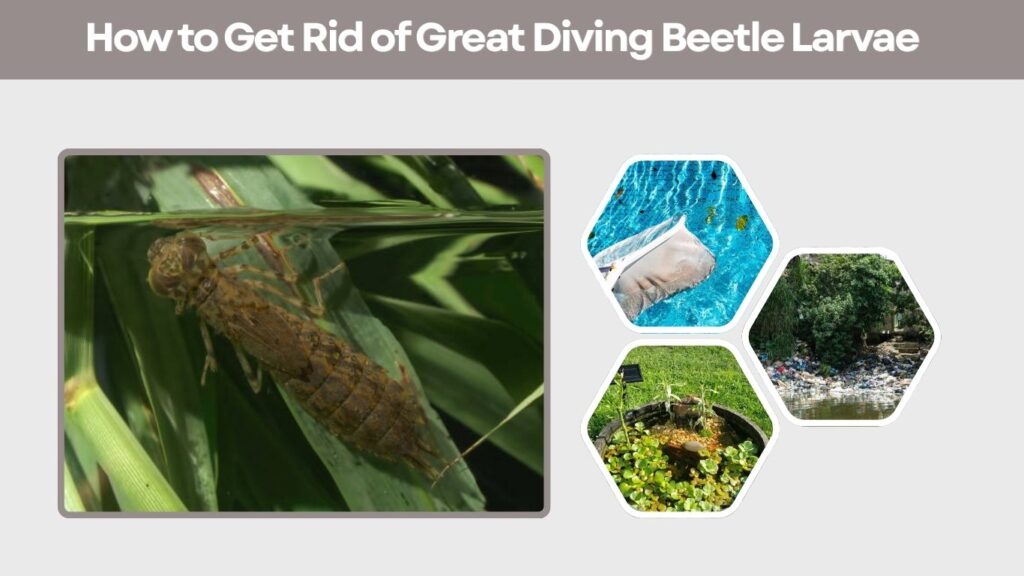 How to Get Rid of Great Diving Beetle Larvae