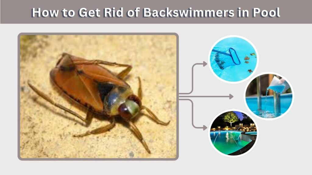 How to Get Rid of Backswimmers in Pool