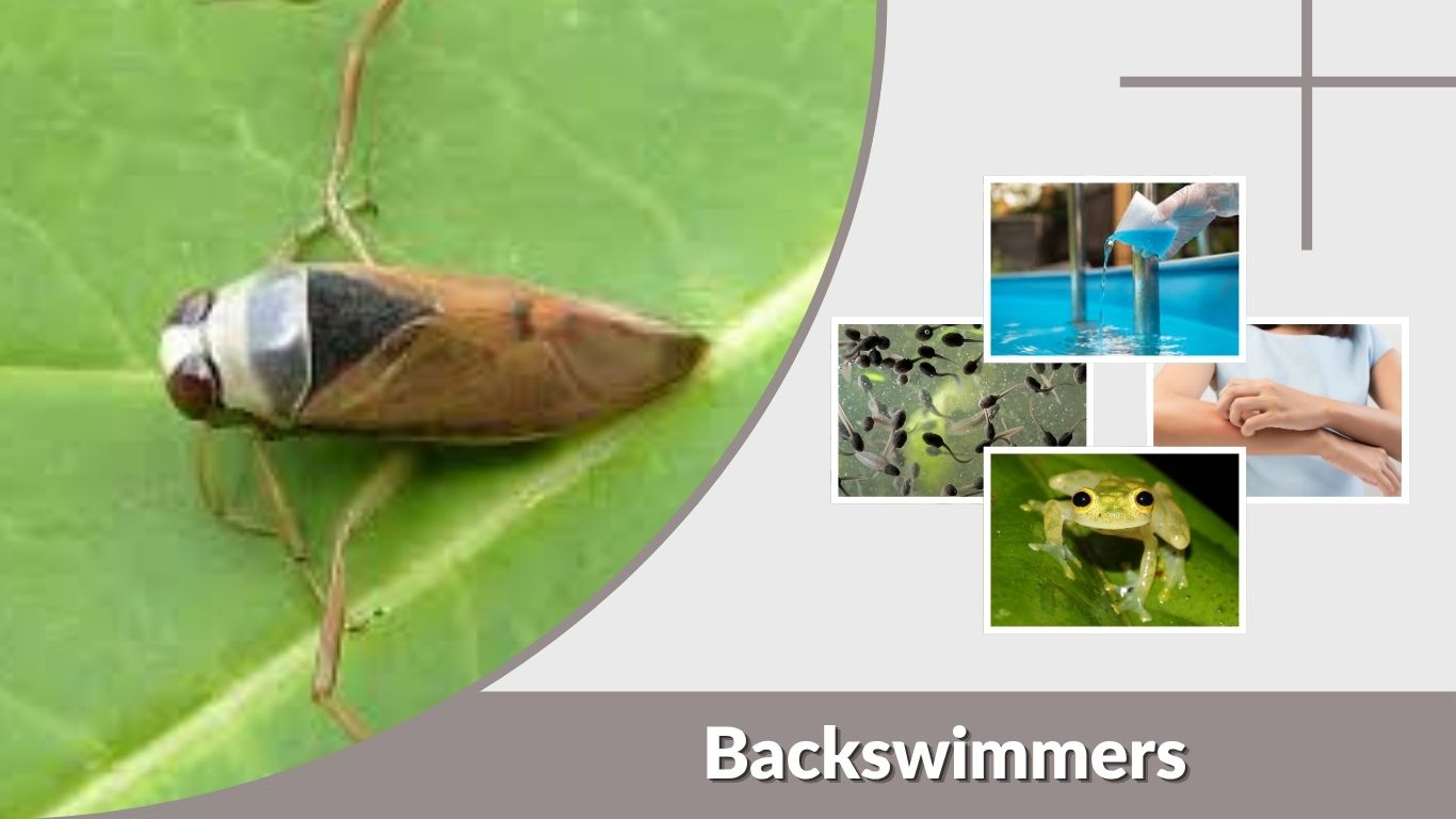 Backswimmers: Bite, Diet, Pool Problems, and Control