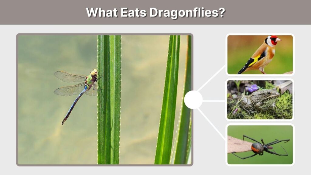 What Eats Dragonflies?