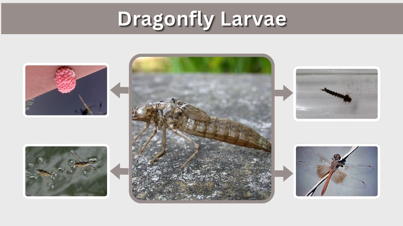 Dragonfly Larvae: Life Cycle, Diet, Habitat and Facts
