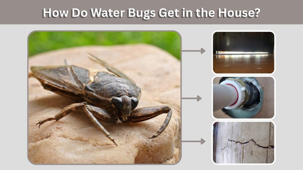 How Do Water Bugs Get in the House?