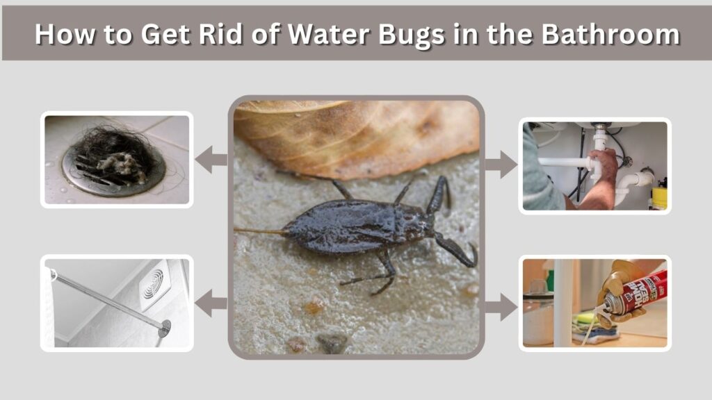 How to Get Rid of Water Bugs in the Bathroom