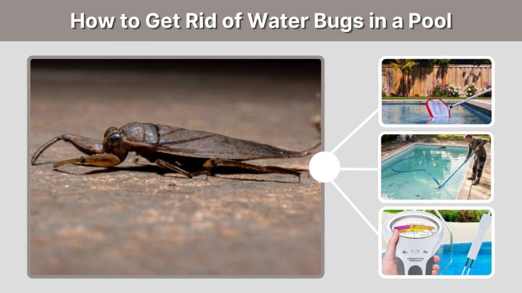 How to Get Rid of Water Bugs in a Pool