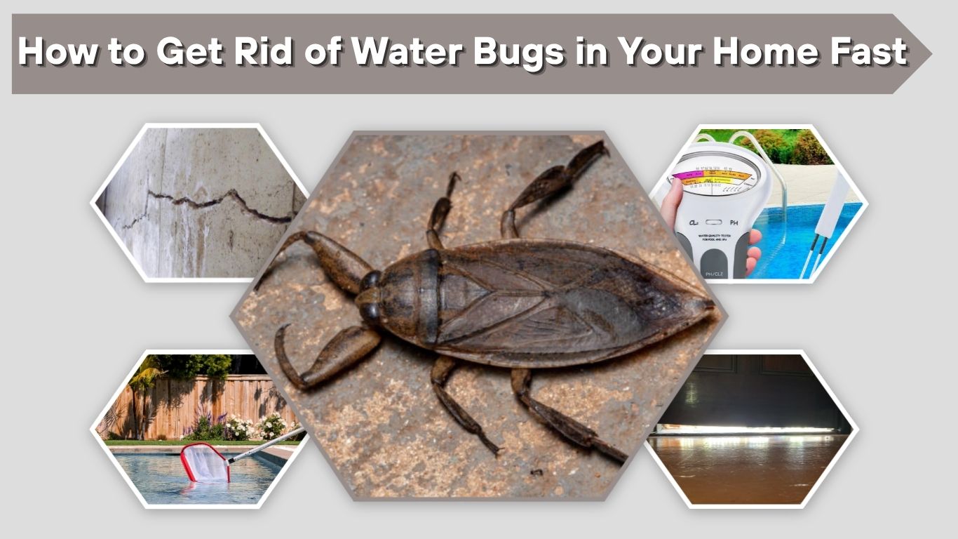 How to Get Rid of Water Bugs in Your Home Fast
