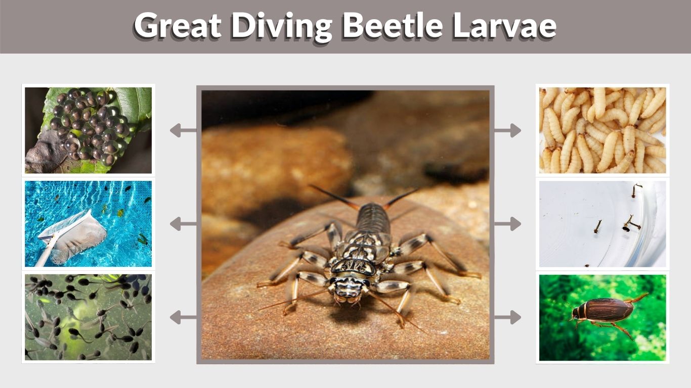 Great Diving Beetle Larvae: Bite, Size, Diet, and Life Cycle