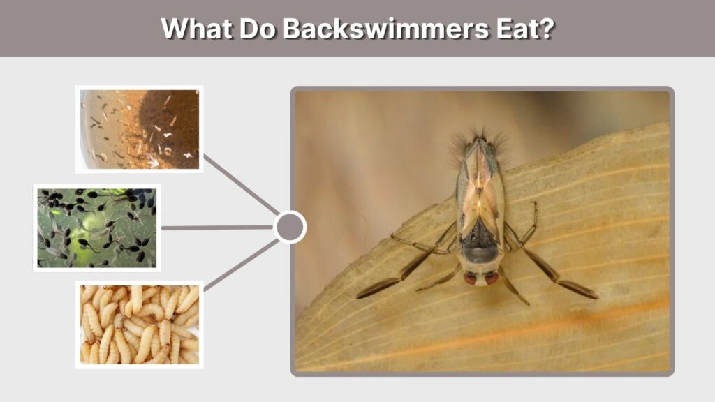 What Do Backswimmers Eat?