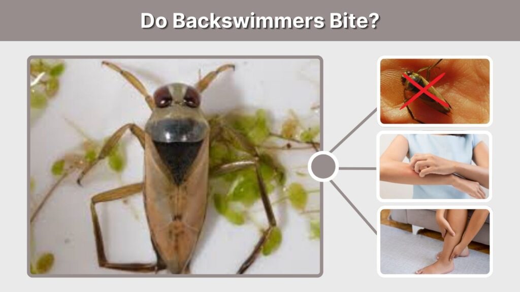 Do Backswimmers Bite?