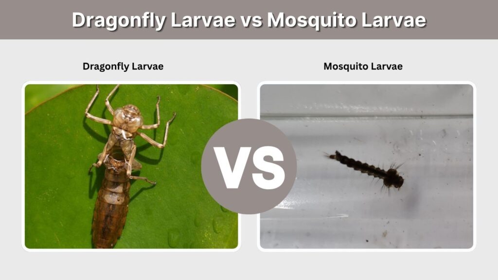 Dragonfly Larvae vs Mosquito Larvae