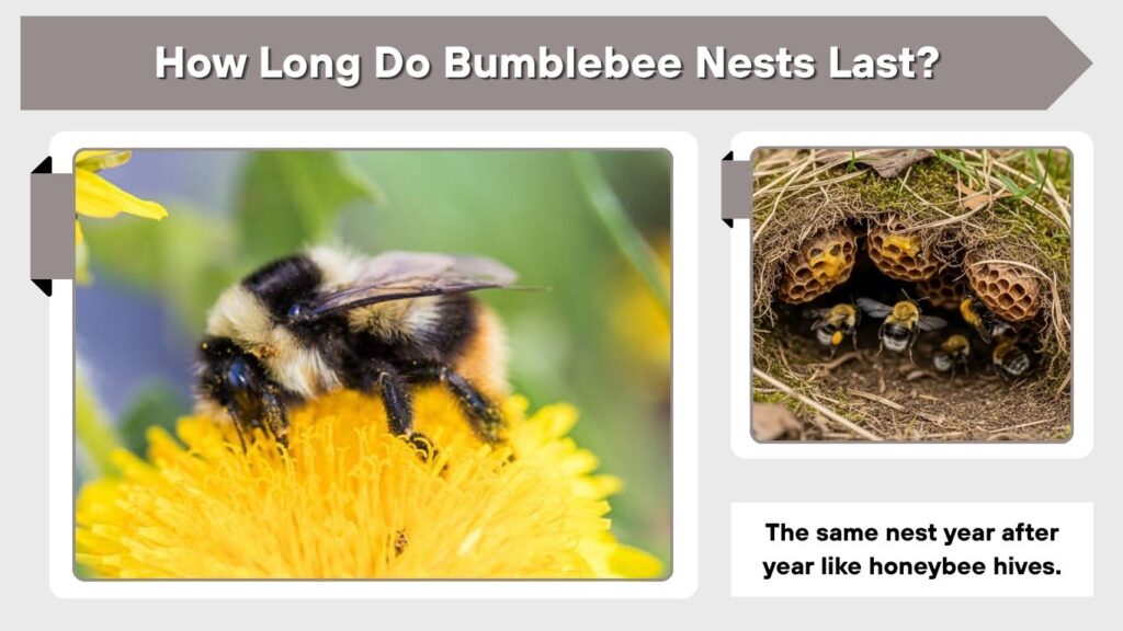 How Long Do Bumblebee Nests Last?