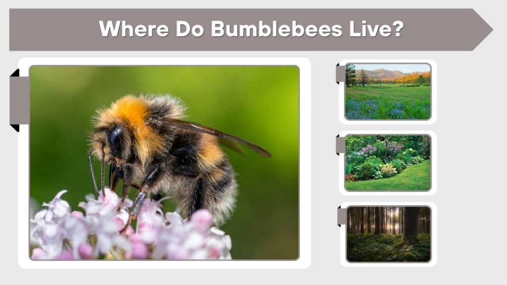 Where Do Bumblebees Live?
