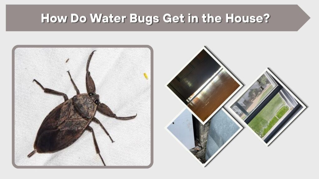 How Do Water Bugs Get in the House?
