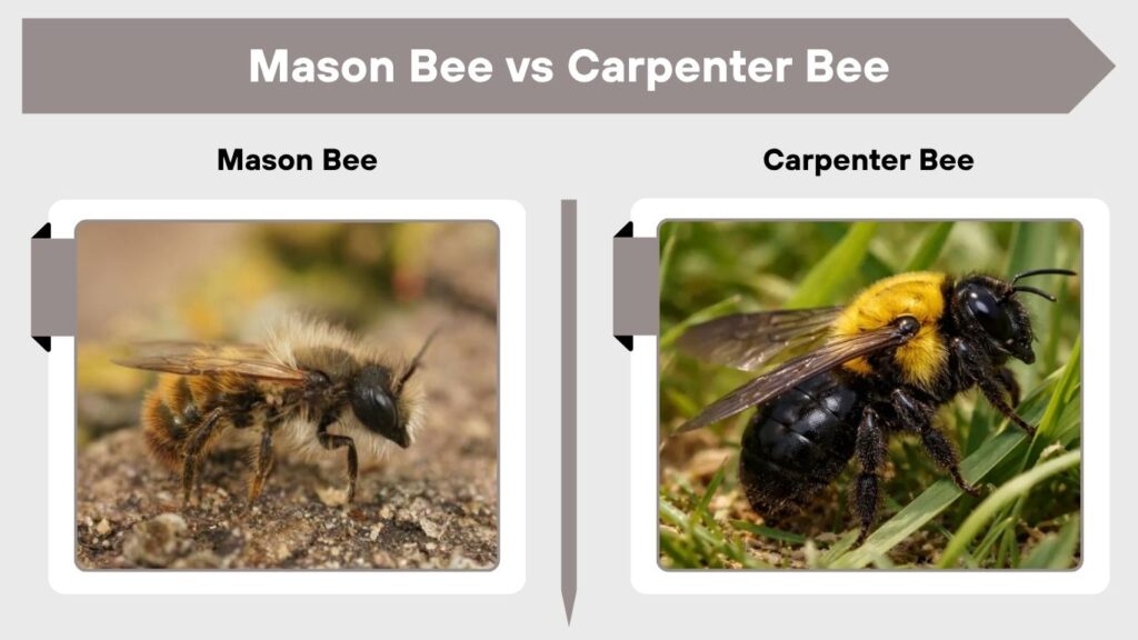 Mason Bee vs Carpenter Bee