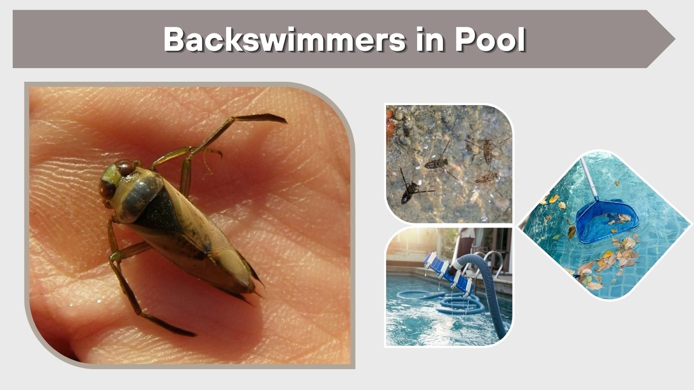 Backswimmers in Pool: How to Get Rid of Them Fast