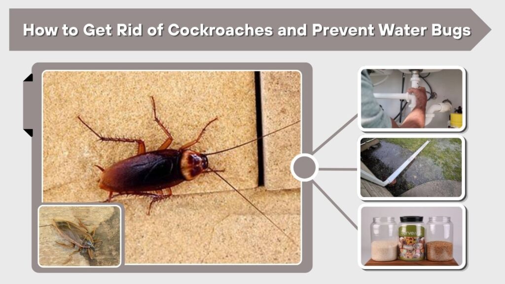 How to Get Rid of Cockroaches and Prevent Water Bugs