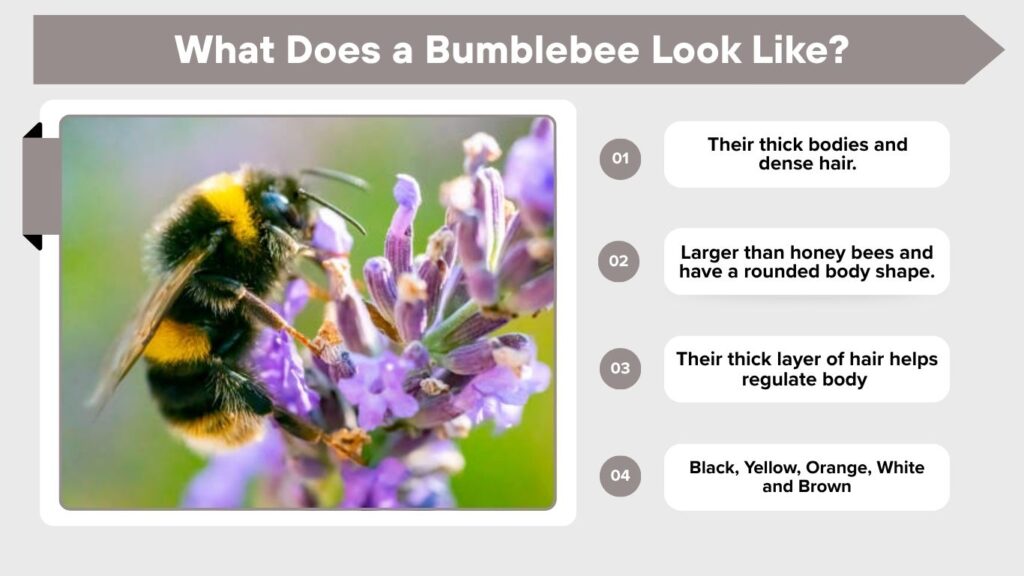 What Does a Bumblebee Look Like?