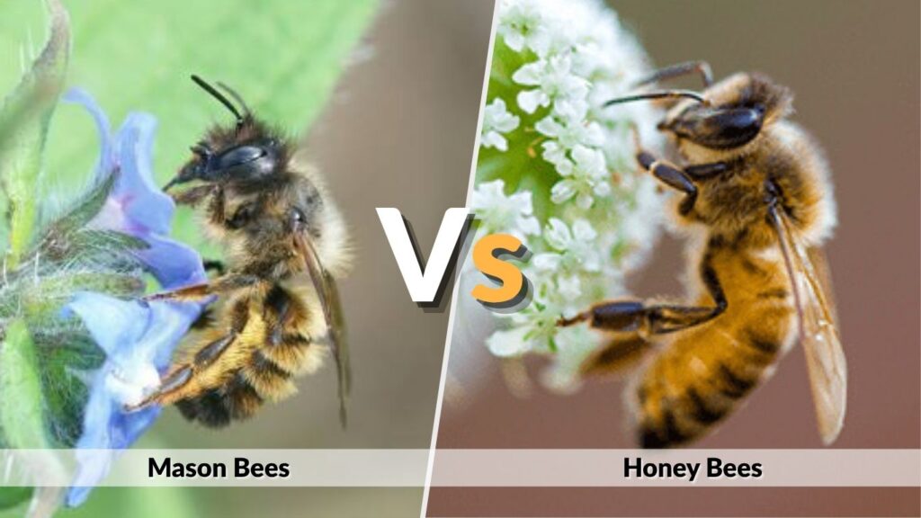 Mason Bees vs Honey Bees