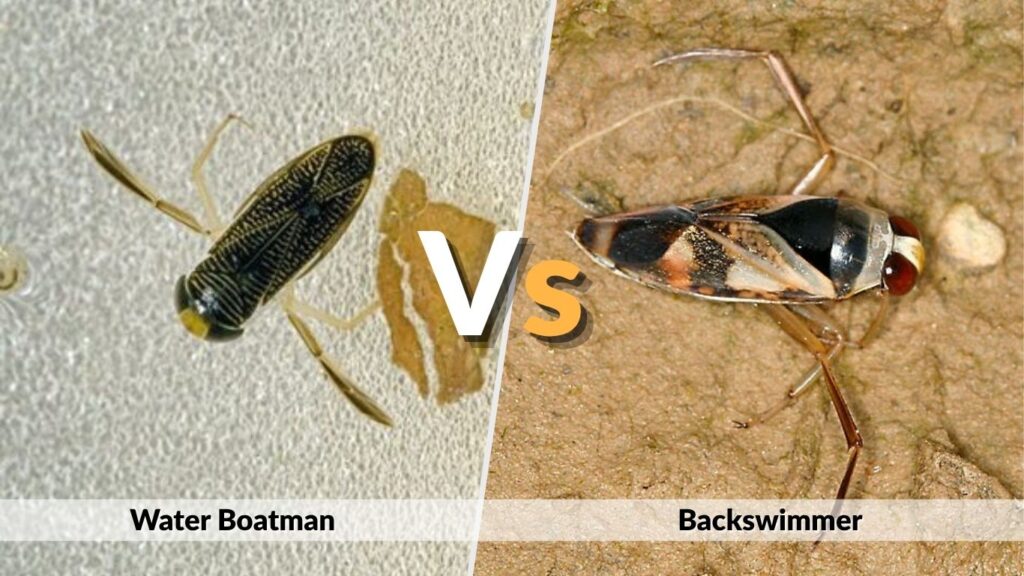 Water Boatman vs Backswimmer