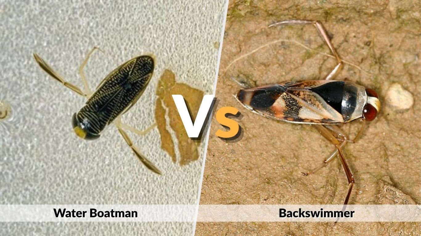 Pool Insect Back Swimmer Water Boatman: Identification, Bites and Pool Removal