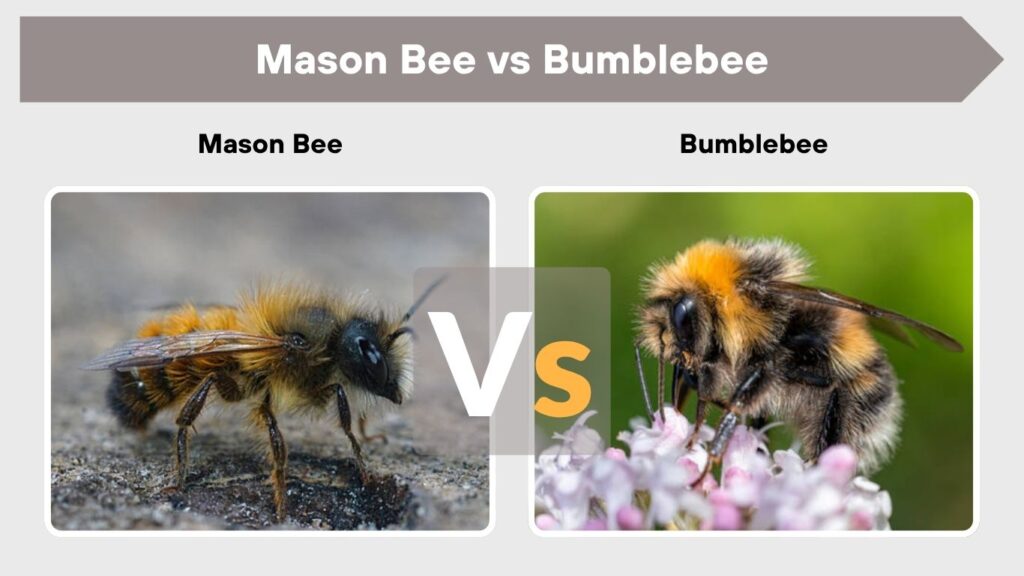 Mason Bee vs Bumblebee