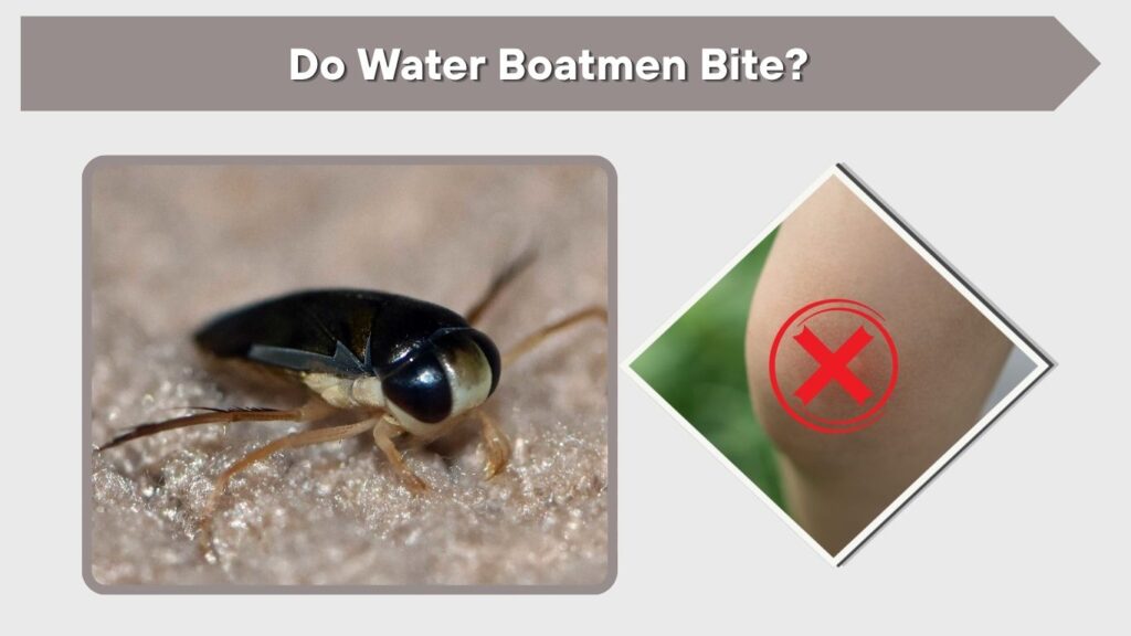 Do Water Boatmen Bite?