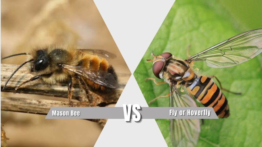 Mason Bee vs Fly or Hoverfly