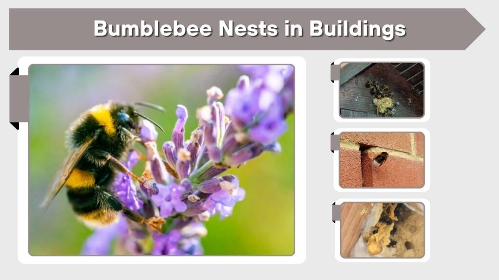 Bumblebee Nests in Buildings