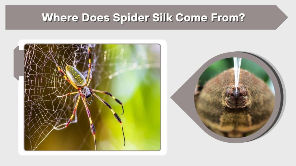 Where Does Spider Silk Come From?